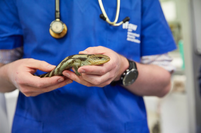 vet clinic