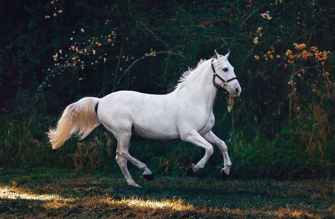 white horse